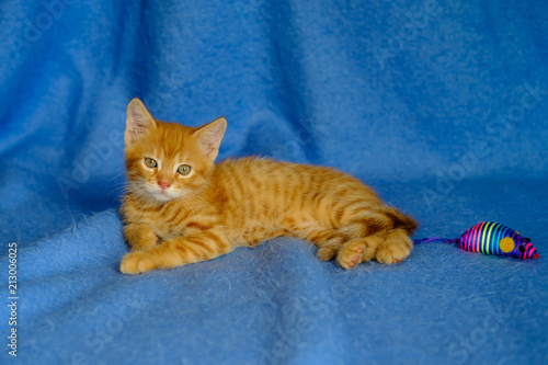 Jolie Chaton Roux De Deux Mois Couche Sur La Couverture Bleu Avec Jouet Souris Buy This Stock Photo And Explore Similar Images At Adobe Stock Adobe Stock