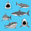 Great White Shark Six Poses Cartoon Vector Illustration