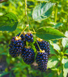 blackberry berries close-up