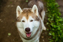 Close-up Image Of Cute Dog Breed Siberian Husky In The Forest. Portrait Of Friendly Dog Looks Like A Wolf