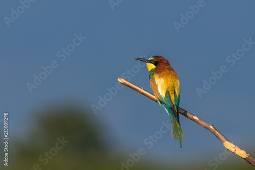 Guten Morgen Sonne Kaufen Sie Dieses Foto Und Finden Sie