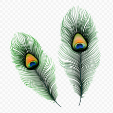 Stock Vector Illustration Peacock Feather Isolated On A Transparent Background. EPS10
