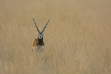 Blackbuck (Antilope Cervicapra), Male, In The Tal Chhapar Grasslands Of Rajasthan, India, Asia