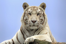 Bengal Tiger (Panthera Tigris Tigris), White Form, Adult, Native In Asia, Captive, England, United Kingdom, Europe