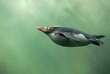 Rockhopper Penguin Swimming Underwater