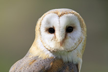 Barn Owl (Tyto Alba), Adult, Captive, Eifel, Rhineland-Palatinate, Germany, Europe