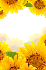 Fotomurales - Frame of sunflowers on a white background. Background with copy space.