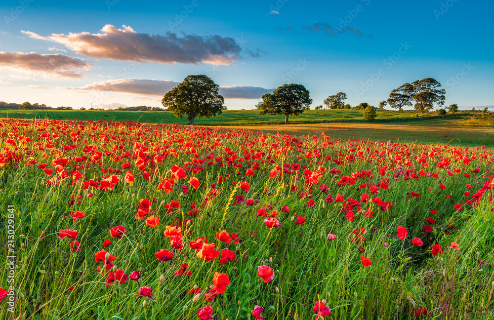 Field of Red Poppies / A poppy field full of red poppies in summer near Corbridge in Northumberland - obrazy, fototapety, plakaty 
