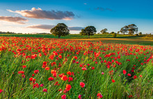 Field Of Red Poppies / A Poppy Field Full Of Red Poppies In Summer Near Corbridge In Northumberland