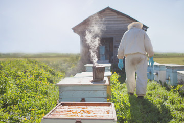 Beekeeper is working with bees and beehives on the apiary. Beekeeper on apiary.