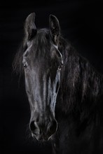 Portrait Of Black Horse
