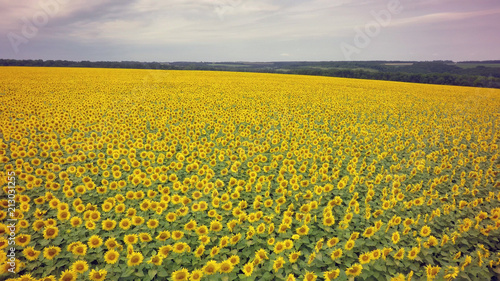 Aerial shooting field of sunflowers in summer.Wonderful rural landscape of in...