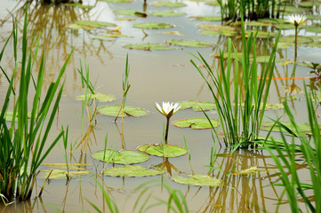 white nymphaea, or water lily on the surface of the lake