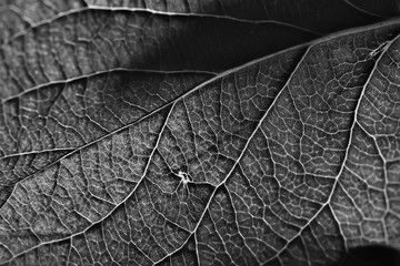 Wall Mural - leaf texture black and white / design black leaf skeleton, macro nature texture, wallpaper black and