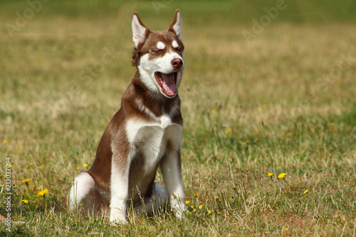 Láminas Jeune chien husky roux assis dans l'herbe occupé de rire la gueule ouverte