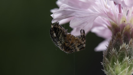 spide on the cornflower
