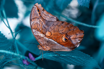 Closeup  beautiful butterfly  & flower in the garden.