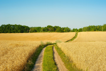 Landscape road wheat field Ukraine