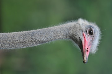ostrich bird head and neck front portrait in the park