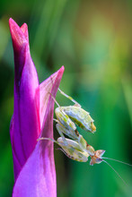 Young Grasshopper On The Purple Flower.