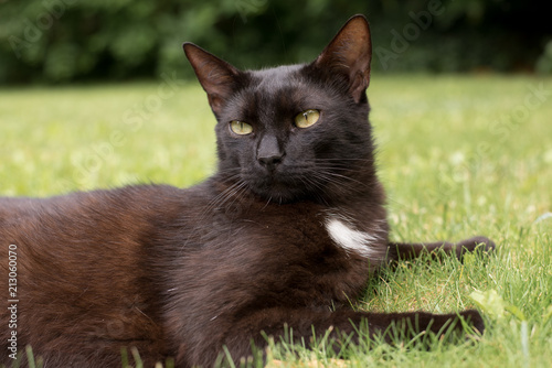 Plakat Domowy czarny kot kłaść na trawie