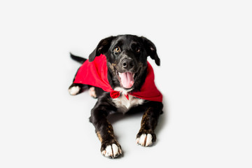 Wall Mural - Dog in a Red Cape