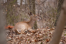 A White-tailed Deer Lying On The Forest Floor, Camouflaged By The Leaves And Trees