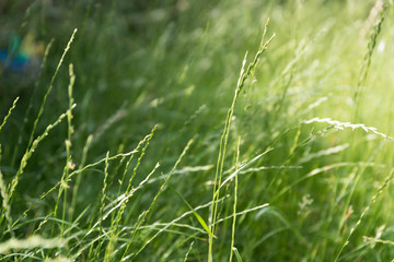 Grass 2