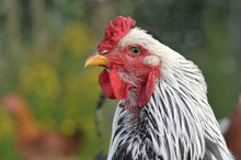 Portrait Of A White And Black  Rooster On Green Background