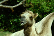 Kamel in Tierpark