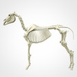© motionblurstudios - Horse Skeleton Anatomy - isolated on white. 3d rendering
