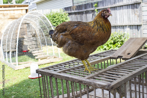 Chicken Standing On Wooden Crate In Backyard Setting Buy This