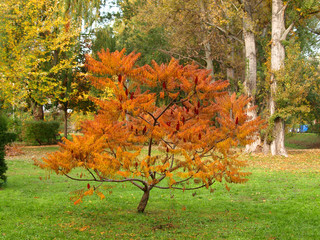 Cut-leaves staghorn sumac in autumn. Also known as Rhus typhina 'Dissecta'.