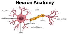 Diagram Of Neuron Anatomy