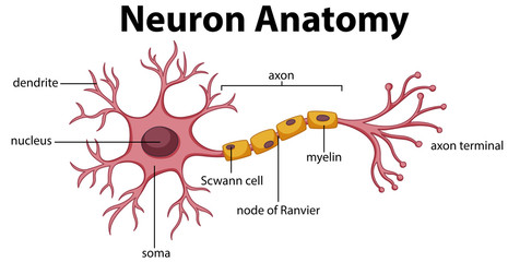 Canvas Print - Diagram of Neuron Anatomy