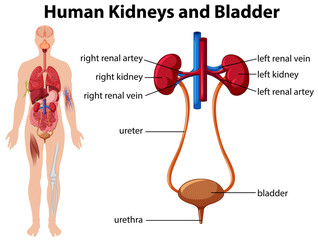 Wall Mural - Human Kidneys and Bladder