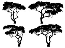 Set Of Silhouettes Of African Acacia Trees.