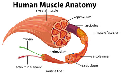 Canvas Print - Human Muscle Anatomy Diagram