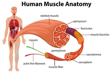 Canvas Print - Human Muscle Anatomy Diagram