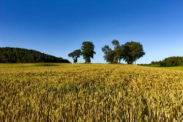 Straw Field Eifel 