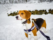 Beagle standing in the snow