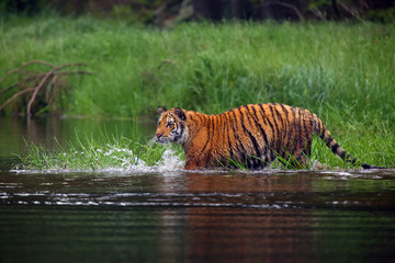 Wall Mural - The Siberian tiger (Panthera tigris tigris),also called Amur tiger (Panthera tigris altaica) on a meadow. Yong female amur tiger on the meadow with forest so background.