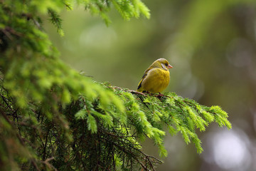 Wall Mural - The European greenfinch, or just greenfinch (Chloris chloris),sitting on the branch. Male greenfinch in the forest.