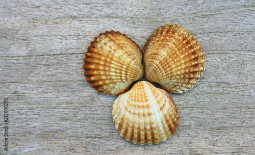 Coque Coquillage De Mer Sur Fond Bois Decoration Stock Photo Adobe Stock Coque Coquillage De Mer Sur Fond Bois Decoration Stock Photo Adobe Stock