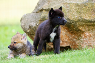 The gray wolf (Canis lupus) also known as the timber wolf,western wolf or simply wolf. Young wolf puppy in green grass.Two puppies, gray and black, sit by the rocks.