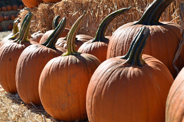 pick your own pumpkin patch