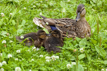 Duck With Ducklings Among A Grass