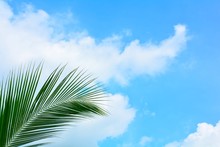 Green Palm Coconut Leaf On Blue Sky Background