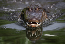 Alligator In Florida 