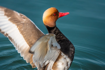 Wall Mural - Male red-crested pochard (Netta rufina) on the shores of the Upper lake Zurich (Obersee), Switzerland.